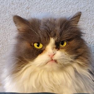 Meet your Posher, Jodi